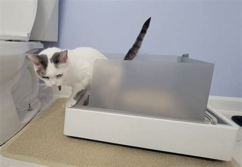 best litter box for apartment|cat litter for small apartment.
